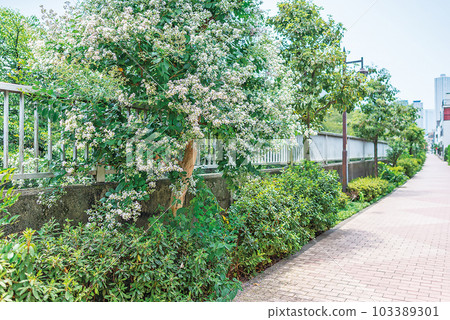 神田川四季路 神田川四季路 103389301