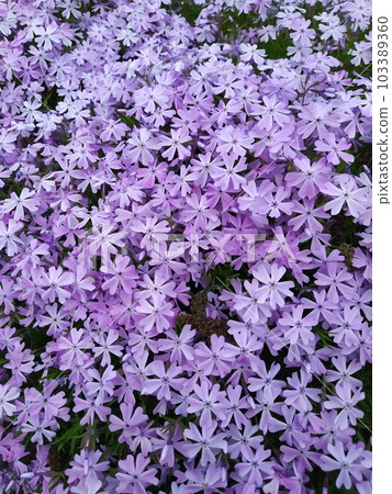 Blue Phlox subulate flowers opened on a spring day. Blue Phlox subulate flowers opened on a spring day. 103389360