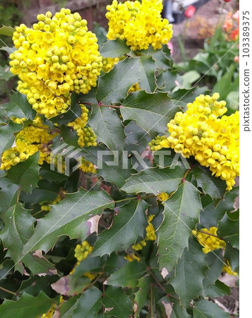 Magonia bush with evergreen leaves and bright yellow flowers, ornamental shrub in the garden 103389375