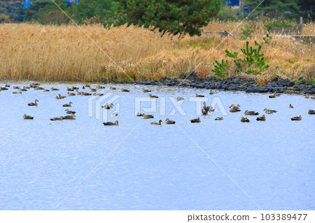 It is a beautiful winter scenery of migratory bird habitat in Jeju Island. It is a beautiful winter scenery of migratory bird habitat in Jeju Island. 103389477