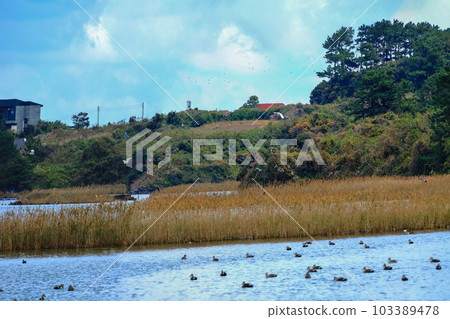 It is a beautiful winter scenery of migratory bird habitat in Jeju Island. It is a beautiful winter scenery of migratory bird habitat in Jeju Island. 103389478