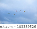 It is a beautiful winter scenery of migratory bird habitat in Jeju Island. 103389526
