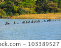 It is a beautiful winter scenery of migratory bird habitat in Jeju Island. 103389527