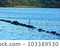 It is a beautiful winter scenery of migratory bird habitat in Jeju Island. 103389530