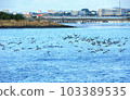 It is a beautiful winter scenery of migratory bird habitat in Jeju Island. 103389535