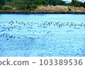 It is a beautiful winter scenery of migratory bird habitat in Jeju Island. 103389536