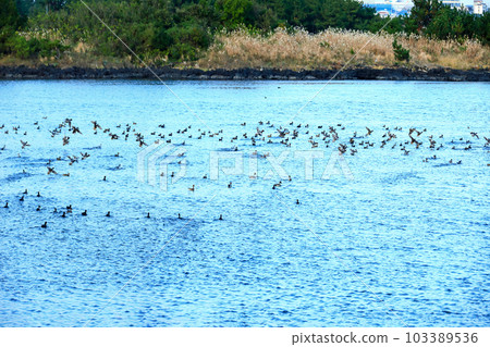 It is a beautiful winter scenery of migratory bird habitat in Jeju Island. It is a beautiful winter scenery of migratory bird habitat in Jeju Island. 103389536