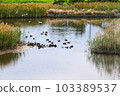 It is a beautiful winter scenery of migratory bird habitat in Jeju Island. 103389537