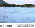 It is a beautiful winter scenery of migratory bird habitat in Jeju Island. 103389539