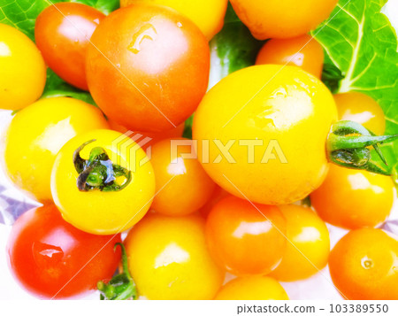 Mini Tomato Mini Tomato 103389550