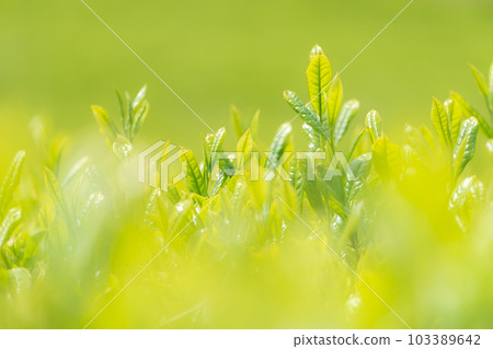 春茶領域 103389642