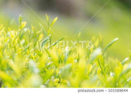 Spring tea field Spring tea field 103389644