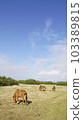 Yonaguni horse standing at Yonaguni Island Kita Ranch 103389815