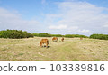 Scenery of Yonagunijima 103389816