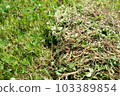 雜草除草 103389854