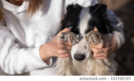 The owner closes the eyes of the border collie dog with his paws. The owner closes the eyes of the border collie dog with his paws. 103390195