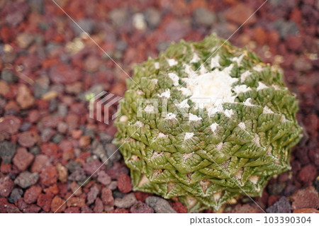 cactus, cactus, pointy, tortoiseshell peony, ariocarpus, fissuratus, cactus, cactus, pointy, tortoiseshell peony, ariocarpus, fissuratus, 103390304