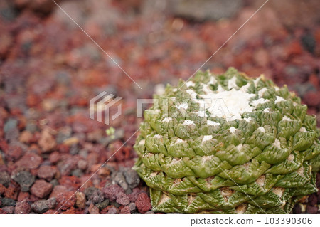 cactus, cactus, pointy, tortoiseshell peony, ariocarpus, fissuratus, cactus, cactus, pointy, tortoiseshell peony, ariocarpus, fissuratus, 103390306