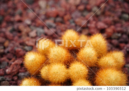 gold cup, kinpai, escobaria, roseana, cactus, cactus, 103390312