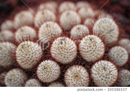 Cactus, cactus, pointy, mammillania, perez de la rosae, mammillaria, perezdel 103390337