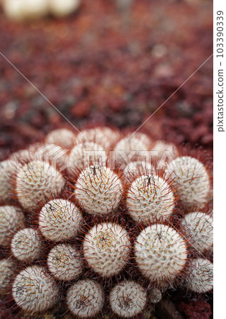 Cactus, cactus, pointy, mammillania, perez de la rosae, mammillaria, perezdel 103390339