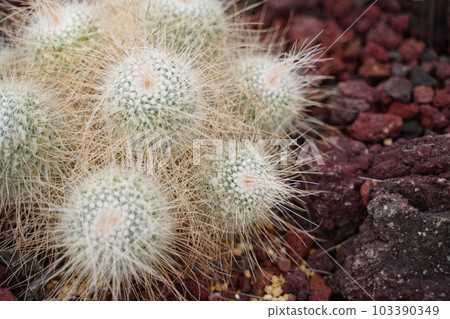 cactus, cactus, pointed, long-spined white ball, mammillaria, geminispina, white, round 103390349