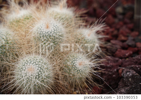 cactus, cactus, pointed, long-spined white ball, mammillaria, geminispina, white, round cactus, cactus, pointed, long-spined white ball, mammillaria, geminispina, white, round 103390353