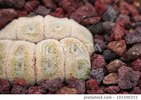 Cactus, Cactus, Pointy, Daifukumaru, White, Cactus, Daifukumaru, Cactus, Cactus, Pointy, Daifukumaru, White, Cactus, Daifukumaru, 103390355