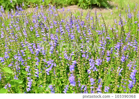 Perennial plant of Cannabis barbata (Lamiaceae) 103390368