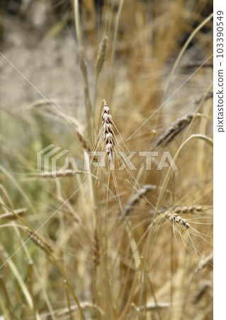 Cone wheat 103390549
