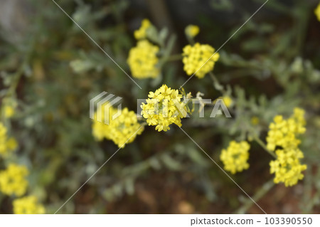 Yellow tuft 103390550