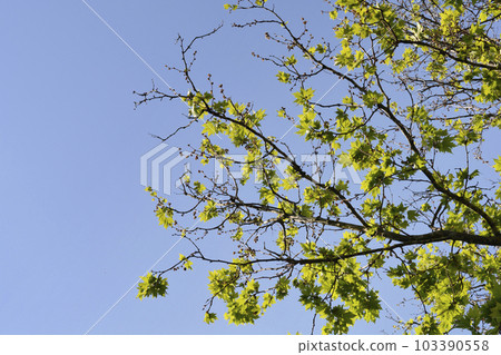 London plane 103390558