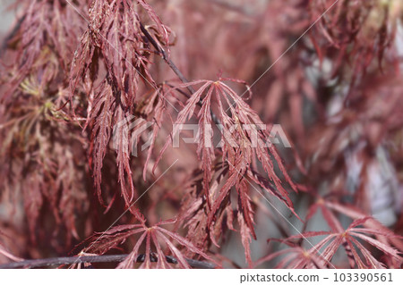 Japanese Maple Viridis Japanese Maple Viridis 103390561