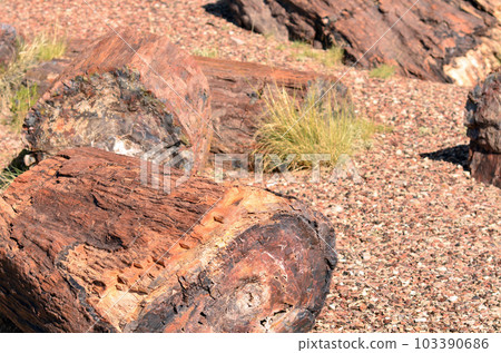 Ancient Petrified Tree Section 103390686