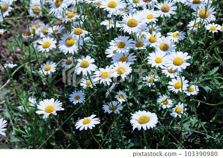 daisy in the sun daisy in the sun 103390980