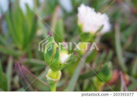 Bakuyagiku Mojagiku Carpobrotus cyrensis 103391077