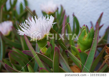 Bakuyagiku Mojagiku Carpobrotus cyrensis Bakuyagiku Mojagiku Carpobrotus cyrensis 103391083