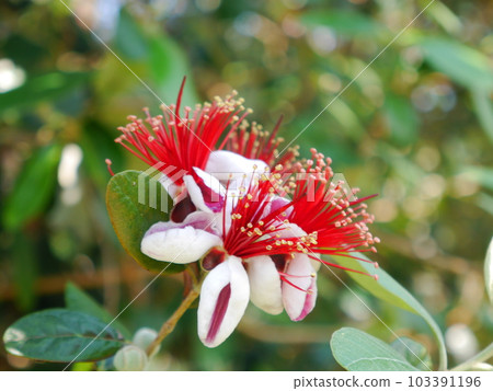 Feijoa's flower Feijoa's flower 103391196