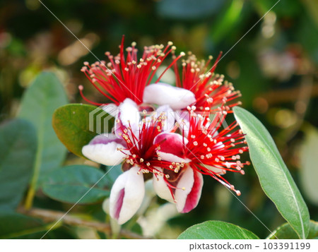 Feijoa's flower Feijoa's flower 103391199