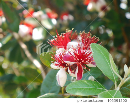 Feijoa's flower Feijoa's flower 103391200