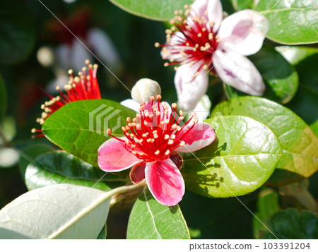 Feijoa's flower Feijoa's flower 103391204