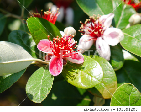 Feijoa's flower Feijoa's flower 103391205