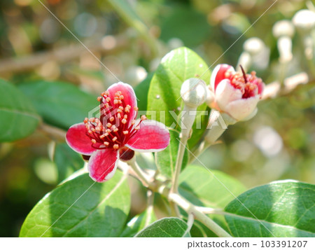 Feijoa's flower Feijoa's flower 103391207