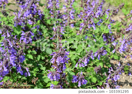 Danshen (Lamiaceae) perennial Danshen (Lamiaceae) perennial 103391295