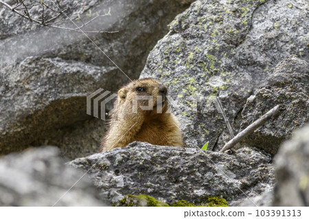 Marmot (Marmota Marmota) standing in rocks in the mountains. Groundhog in wilde nature. Marmot (Marmota Marmota) standing in rocks in the mountains. Groundhog in wilde nature. 103391313