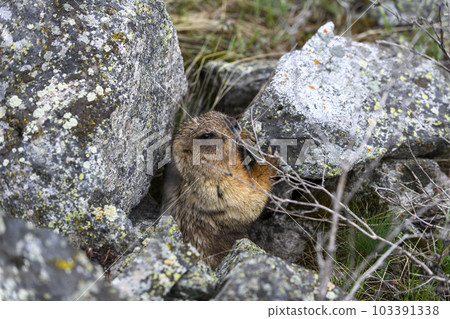 Marmot (Marmota Marmota) standing in rocks in the mountains. Groundhog in wilde nature. Marmot (Marmota Marmota) standing in rocks in the mountains. Groundhog in wilde nature. 103391338