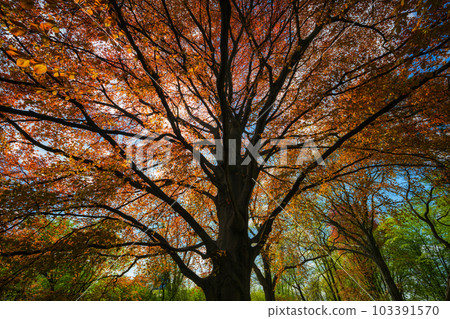 Majestic Copper Beech Tree In Spring 103391570