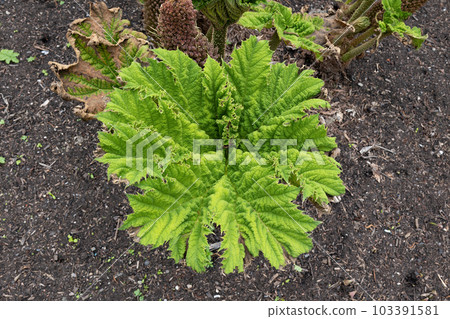 Darmera Peltata Indian Rhubarb Leaf Darmera Peltata Indian Rhubarb Leaf 103391581
