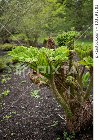 Darmera Peltata Indian Rhubarb Darmera Peltata Indian Rhubarb 103391583