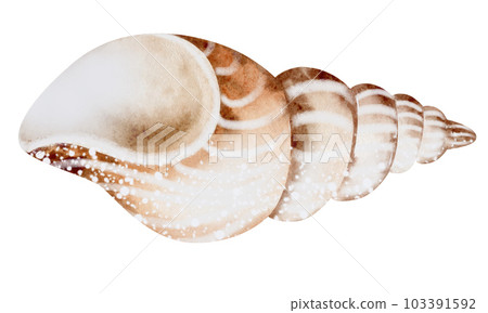 Set of Seashells on isolated white background, watercolor illustration, sea clipart 103391592